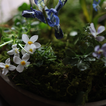 画像をギャラリービューアに読み込む, 月日雁 (Tsukihikari) トレイ